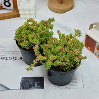 5'' Drosanthemum Globosum, Rare Live Succulent Plants