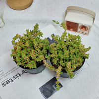5'' Drosanthemum Globosum, Rare Live Succulent Plants