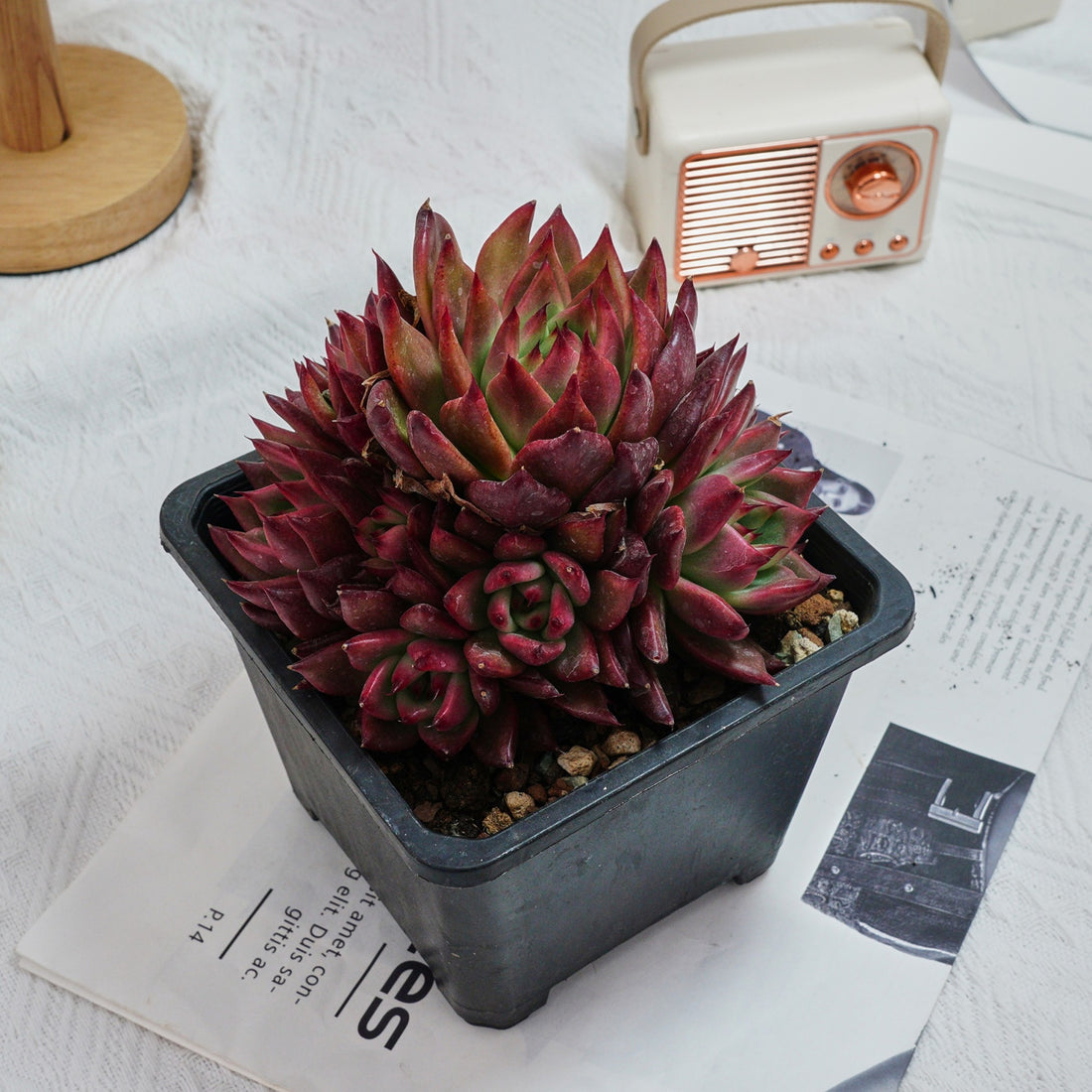 6'' Echeveria Strong, Rare Live Succulent Plants