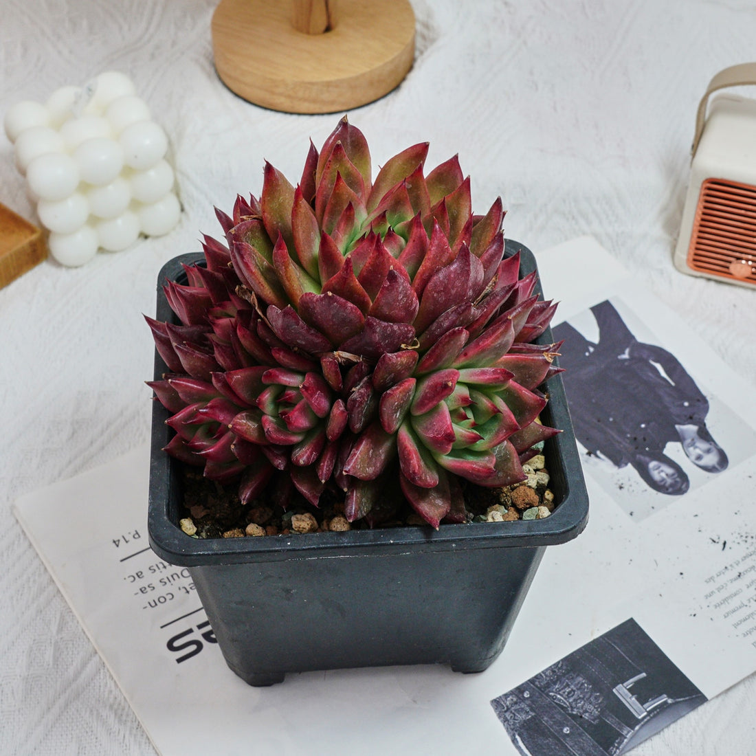 6'' Echeveria Strong, Rare Live Succulent Plants