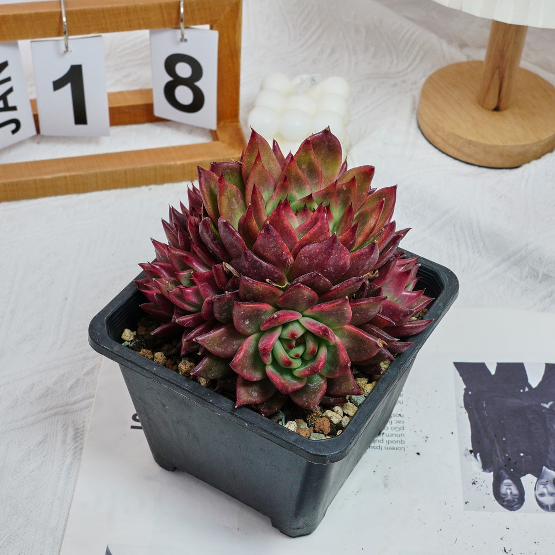 6'' Echeveria Strong, Rare Live Succulent Plants