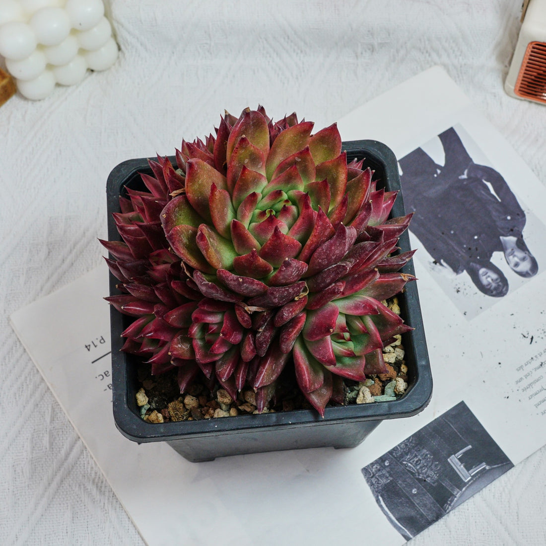 6'' Echeveria Strong, Rare Live Succulent Plants