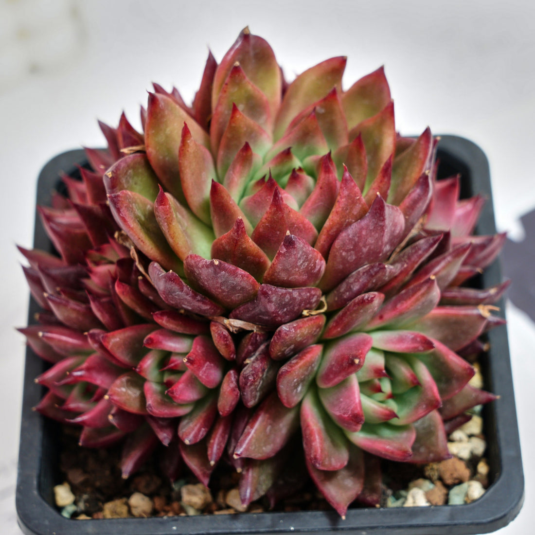 6'' Echeveria Strong, Rare Live Succulent Plants