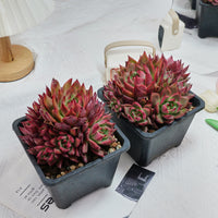 6'' Echeveria Strong, Rare Live Succulent Plants