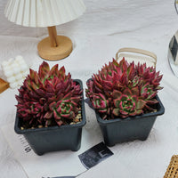 6'' Echeveria Strong, Rare Live Succulent Plants