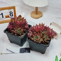 6'' Echeveria Strong, Rare Live Succulent Plants