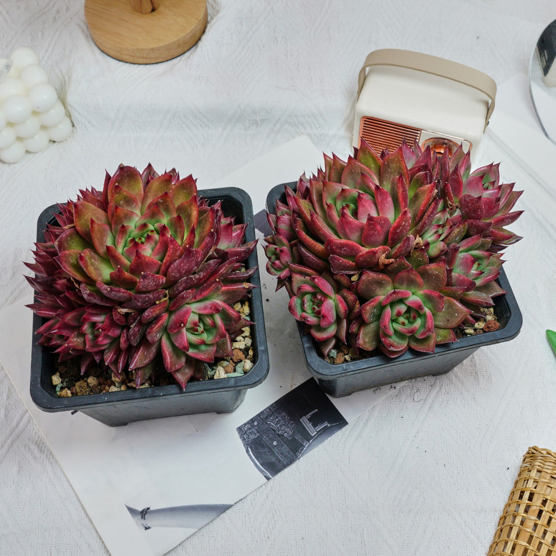 6'' Echeveria Strong, Rare Live Succulent Plants