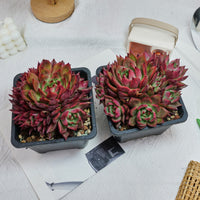 6'' Echeveria Strong, Rare Live Succulent Plants