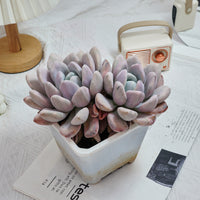 6'' Graptoveria Opalina Variegated, Rare Live Succulent Plants