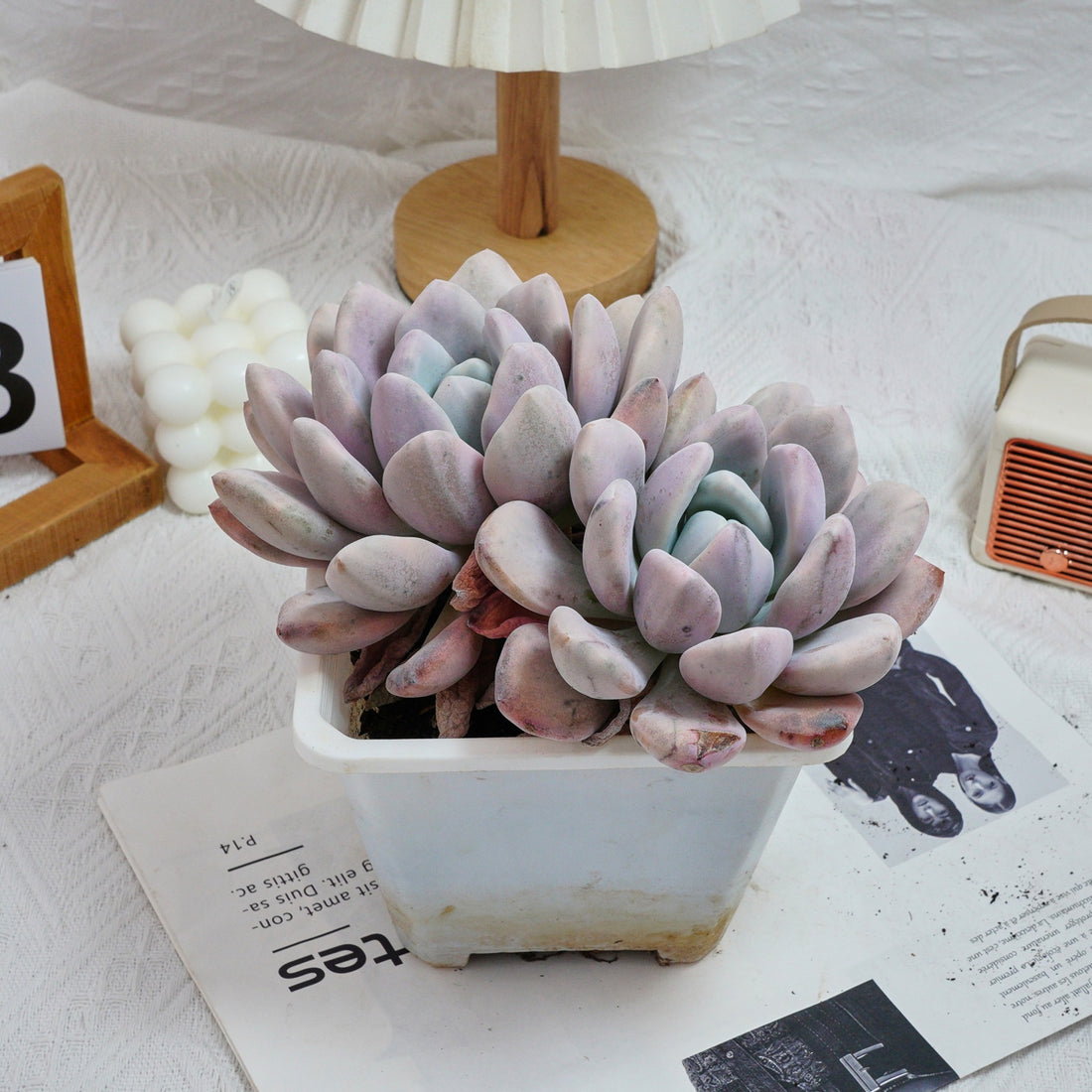 6'' Graptoveria Opalina  Variegated, Rare Live Succulent Plants