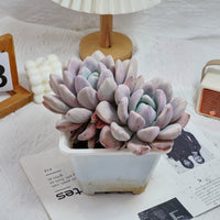 6'' Graptoveria Opalina Variegated, Rare Live Succulent Plants