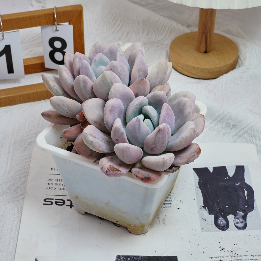 6'' Graptoveria Opalina  Variegated, Rare Live Succulent Plants