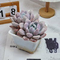 6'' Graptoveria Opalina Variegated, Rare Live Succulent Plants