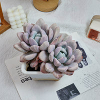 6'' Graptoveria Opalina Variegated, Rare Live Succulent Plants