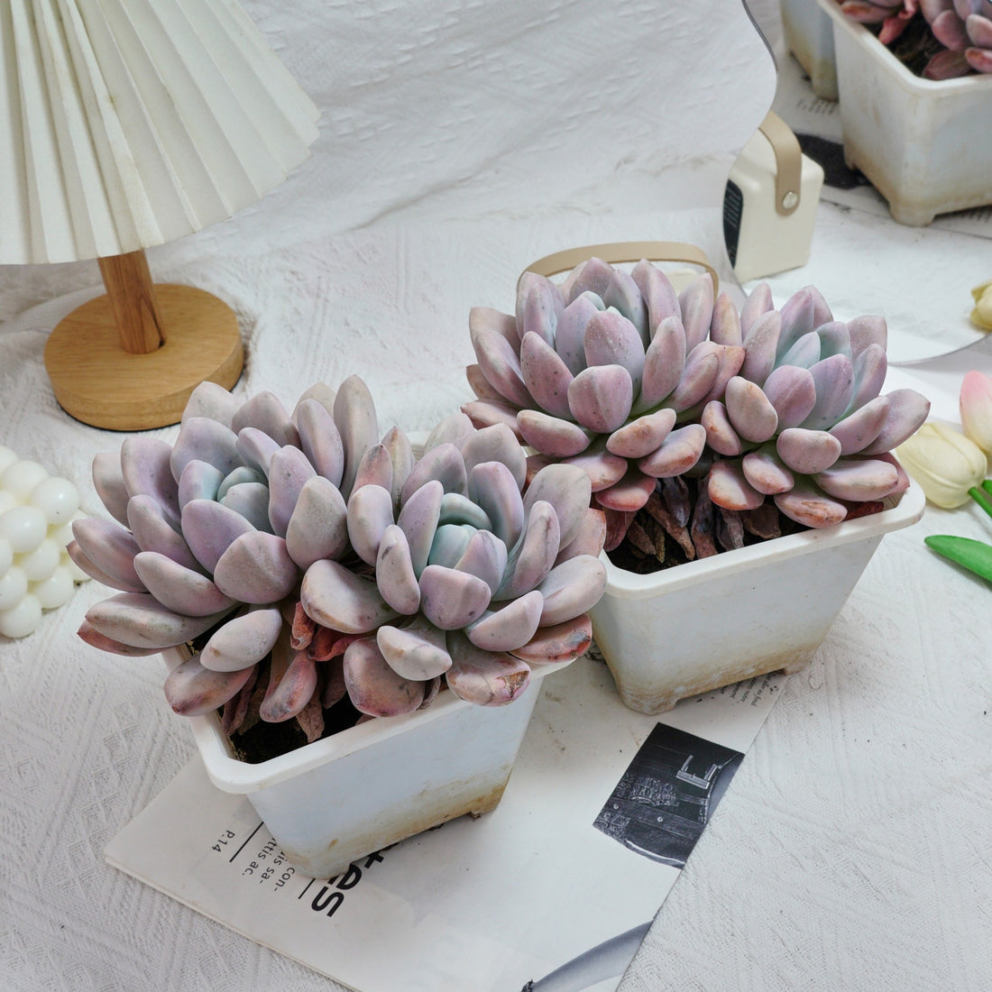6'' Graptoveria Opalina  Variegated, Rare Live Succulent Plants