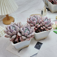 6'' Graptoveria Opalina Variegated, Rare Live Succulent Plants