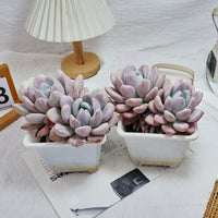 6'' Graptoveria Opalina Variegated, Rare Live Succulent Plants