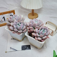 6'' Graptoveria Opalina Variegated, Rare Live Succulent Plants