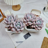 6'' Graptoveria Opalina Variegated, Rare Live Succulent Plants