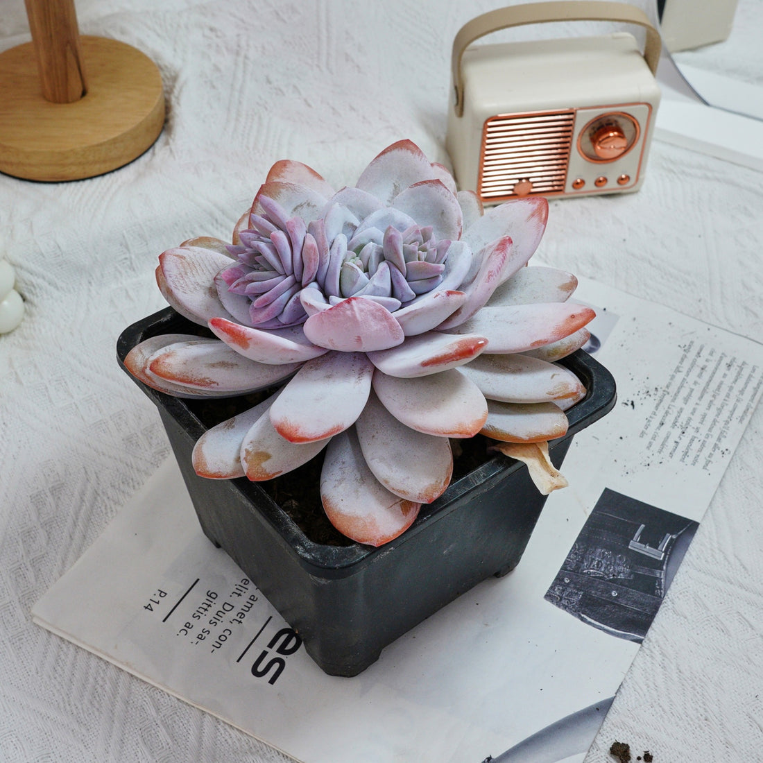 6'' Echeveria Lauii, Rare Live Succulent Plants