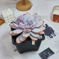 6'' Echeveria Lauii, Rare Live Succulent Plants