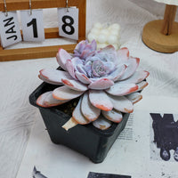 6'' Echeveria Lauii, Rare Live Succulent Plants
