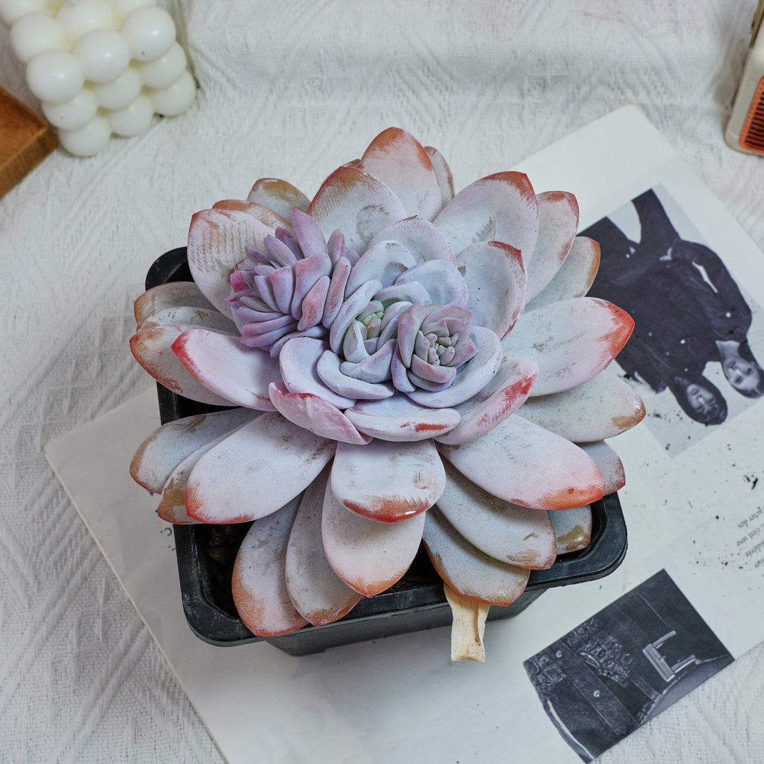 6'' Echeveria Lauii, Rare Live Succulent Plants