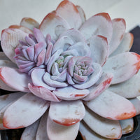 6'' Echeveria Lauii, Rare Live Succulent Plants