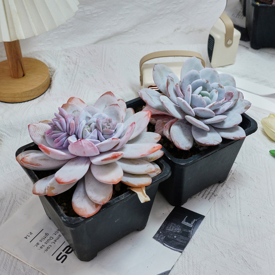 6'' Echeveria Lauii, Rare Live Succulent Plants