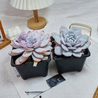 6'' Echeveria Lauii, Rare Live Succulent Plants