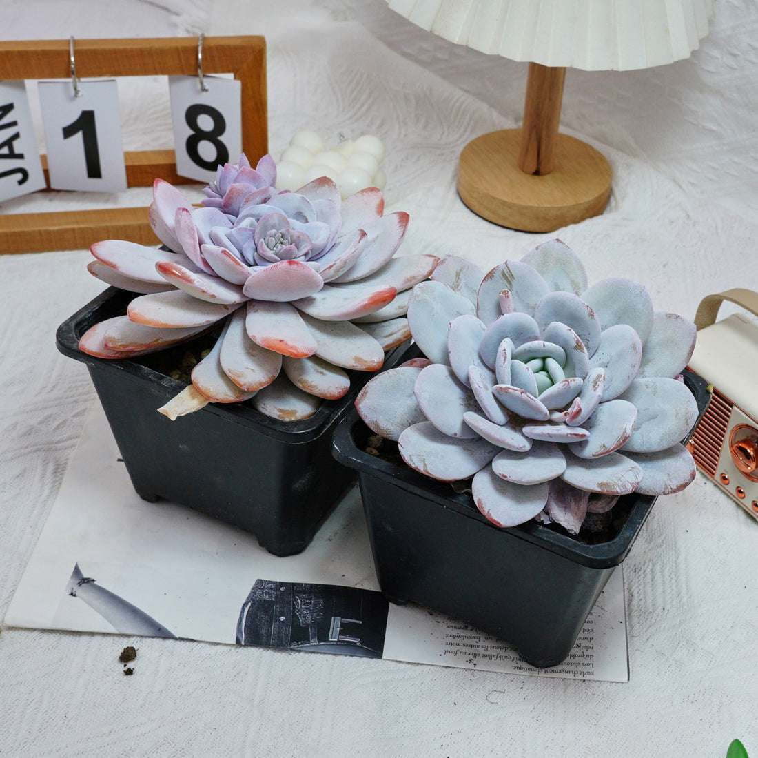 6'' Echeveria Lauii, Rare Live Succulent Plants