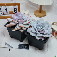 6'' Echeveria Lauii, Rare Live Succulent Plants