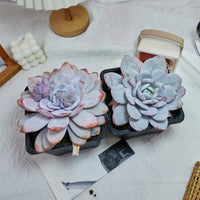 6'' Echeveria Lauii, Rare Live Succulent Plants