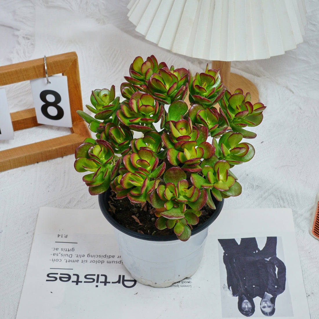 5'' Echeveria Obliqua Minima, Rare Live Succulent Plants