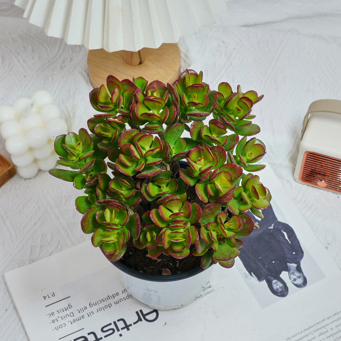 5'' Echeveria Obliqua Minima, Rare Live Succulent Plants