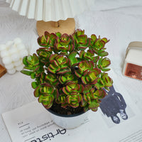 5'' Echeveria Obliqua Minima, Rare Live Succulent Plants