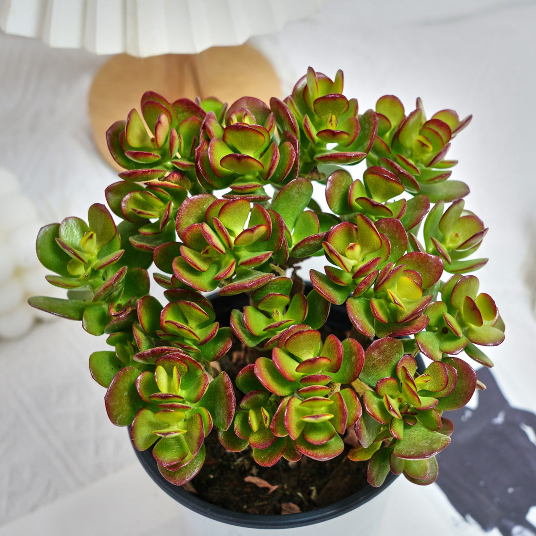 5'' Echeveria Obliqua Minima, Rare Live Succulent Plants