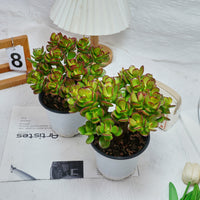 5'' Echeveria Obliqua Minima, Rare Live Succulent Plants