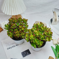 5'' Echeveria Obliqua Minima, Rare Live Succulent Plants