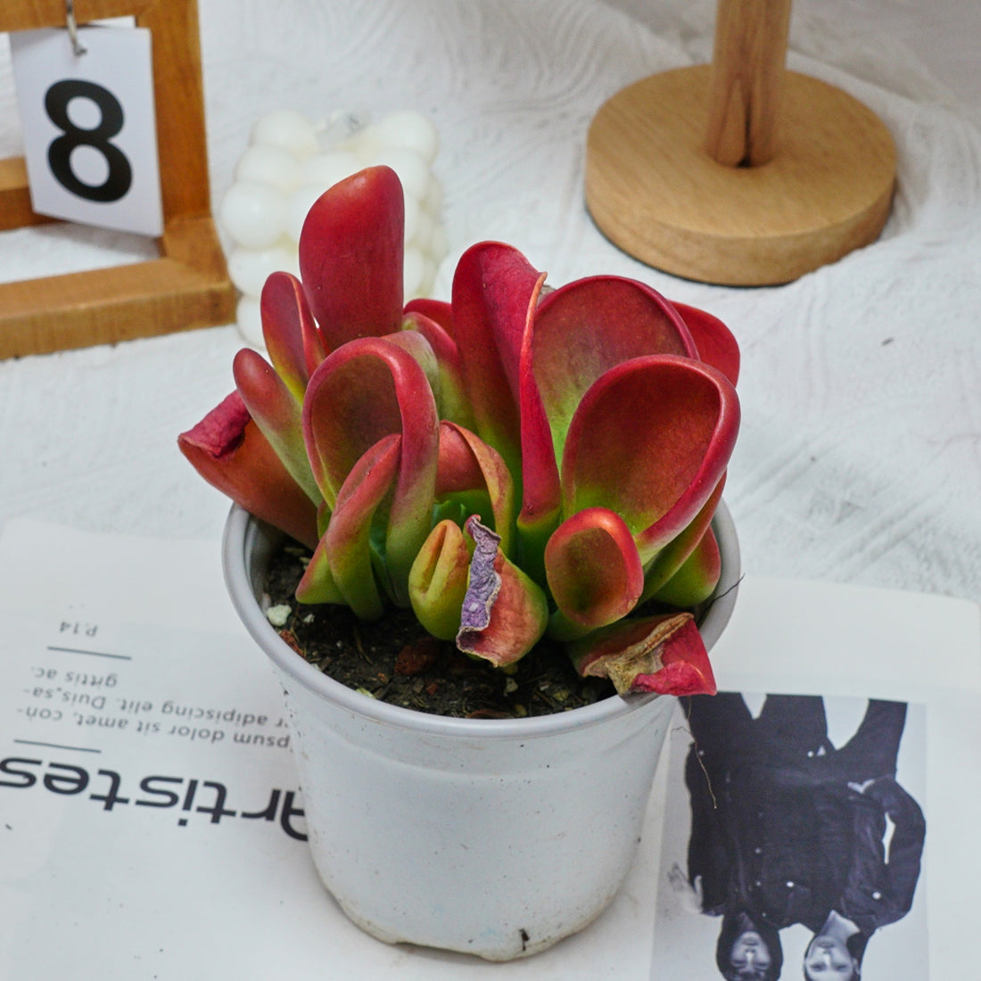 5'' Kalanchoe Firefox, Rare Live Succulent Plants