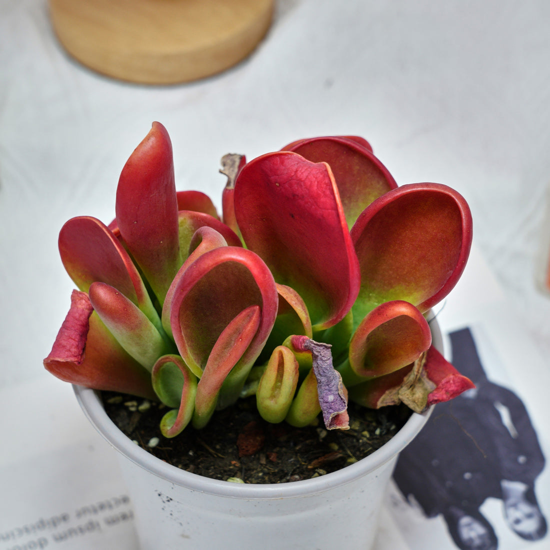 5'' Kalanchoe Firefox, Rare Live Succulent Plants