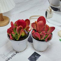 5'' Kalanchoe Firefox, Rare Live Succulent Plants