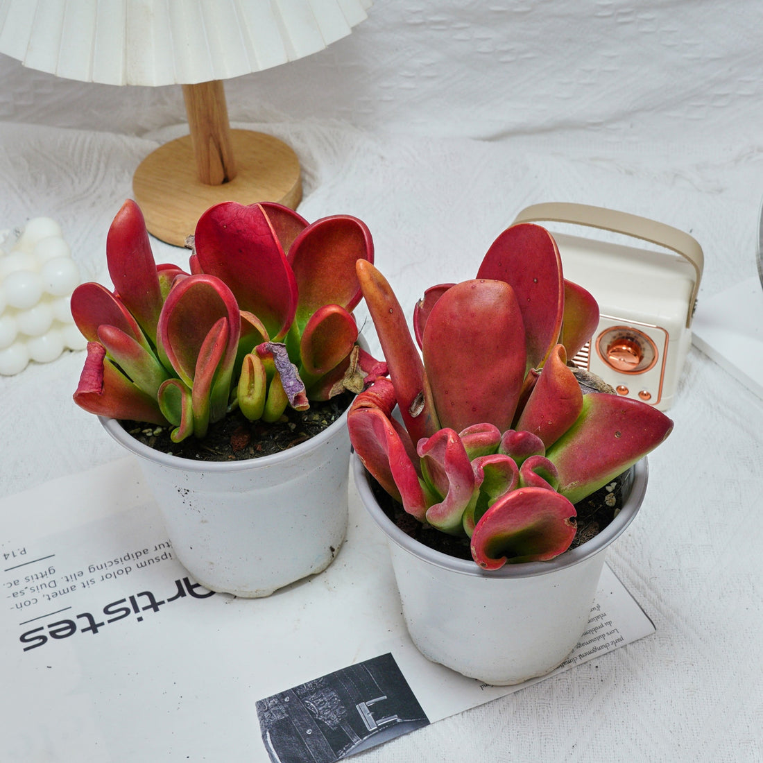 5'' Kalanchoe Firefox, Rare Live Succulent Plants