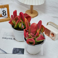 5'' Kalanchoe Firefox, Rare Live Succulent Plants