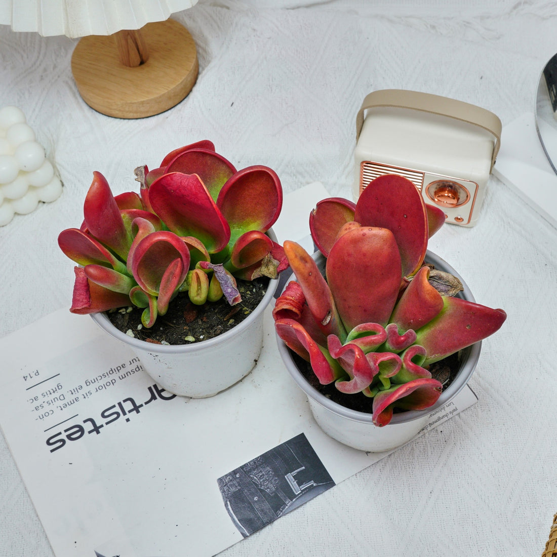 5'' Kalanchoe Firefox, Rare Live Succulent Plants
