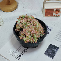 7'' Echeveria Lemon Rose Crested, Rare Live Succulent Plants