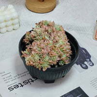 7'' Echeveria Lemon Rose Crested, Rare Live Succulent Plants