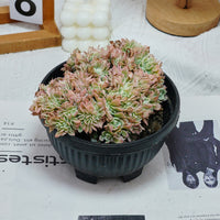 7'' Echeveria Lemon Rose Crested, Rare Live Succulent Plants