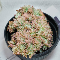 7'' Echeveria Lemon Rose Crested, Rare Live Succulent Plants