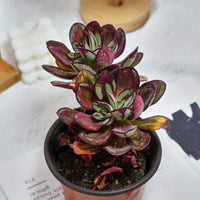 5'' Echeveria Nodulosa Maruba Benitsukasa, Rare Live Succulent Plants